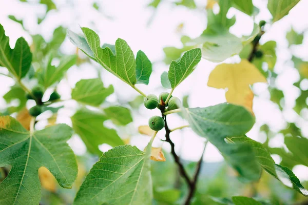 Close-up de figos verdes em galhos de árvore, entre folhas de outono amarelas e verdes . — Fotografia de Stock