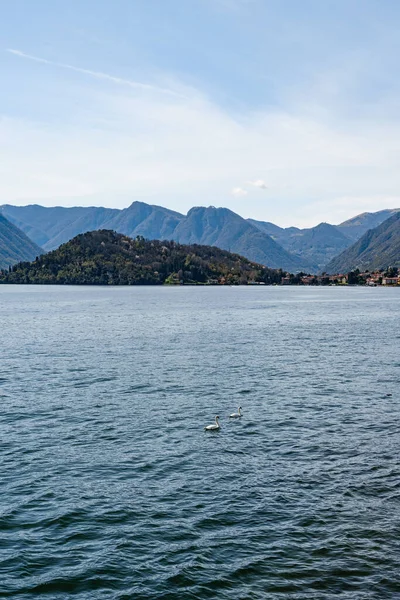 Due cigni nuotano sull'acqua sul Lago di Como in Italia. — Foto Stock
