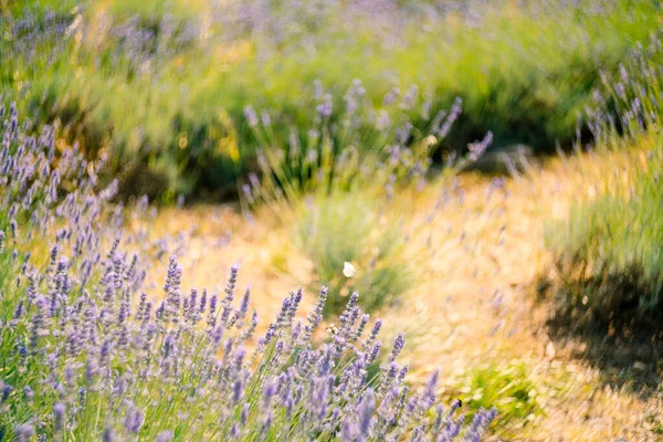 En närbild av blommande lavendelbuskar på fältet. — Stockfoto