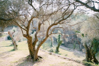 Çok katlı bir zeytinlikte gün batımı. Sarmaşıkla sarmalanmış ağaç gövdeleri. 