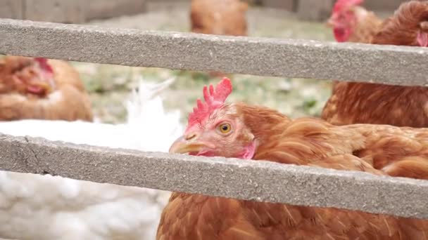 Close-up of red chicken in a wooden paddock, against other chickens. — Stock Video