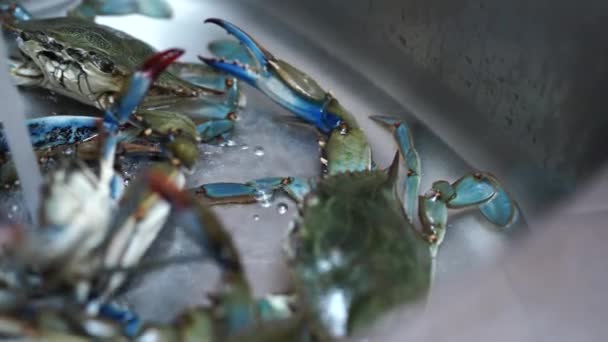 Les crabes bleus sont assis dans l'évier de la cuisine sous l'eau du robinet.
