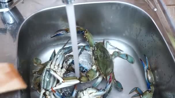 De blauwe krab is beschermd tegen de chef in de gootsteen. — Stockvideo