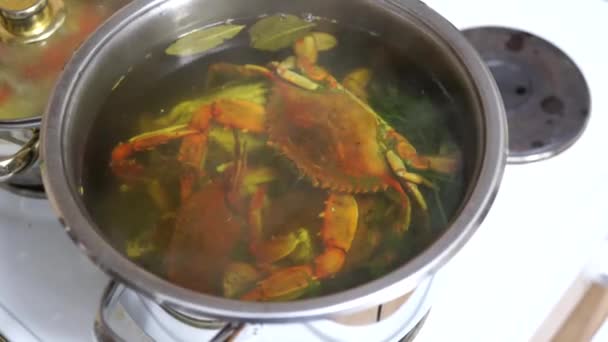 Rood gekookte blauwe krabben in een pan. Delicatessen onder zeevruchten. — Stockvideo