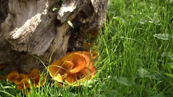 Apelsinkantarell svamp i grönt gräs under stubben. — Stockvideo