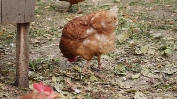 Filas de pollo marrón en el patio en busca de comida . — Vídeo de stock