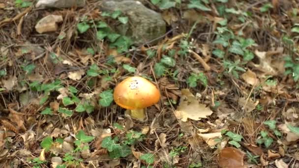 Caesar gomba - Amanita Caesarea a fűben az őszi erdőben. Az Amanitaceae család ehető gombája - Amanitaceae. Egy gombaszerű gomba a légy agaric családból.. — Stock videók