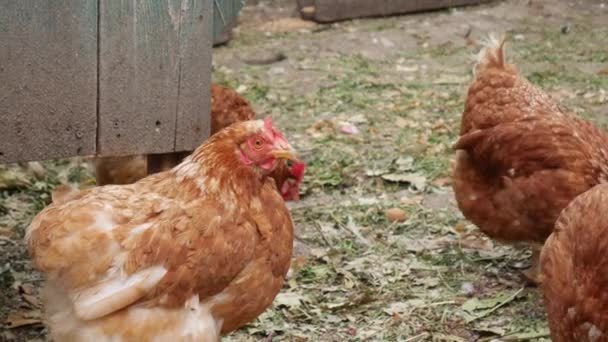 Pollos domésticos marrones pastan en el patio de una casa rural . — Vídeo de stock