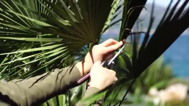 Tukang kebun memotong cabang pohon palem dengan secateur di kebun. — Stok Video