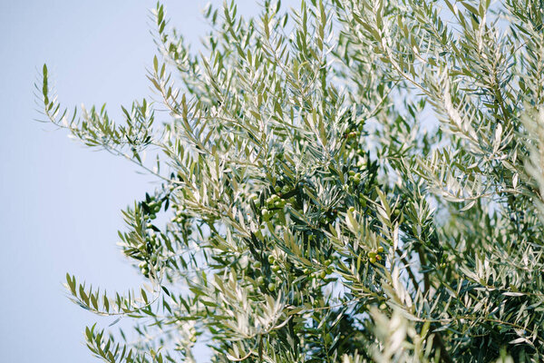 Olive leaves on tree branches, with green fruits against the blue sky.