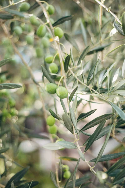 Un primer plano de olivo verde en las ramas del árbol entre el follaje. — Foto de Stock