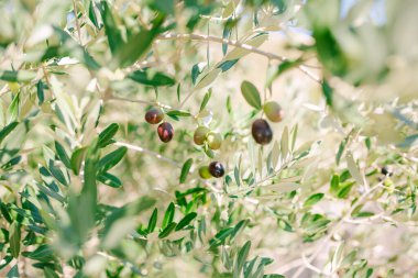 Ağacın dallarında olgun siyah zeytinler.