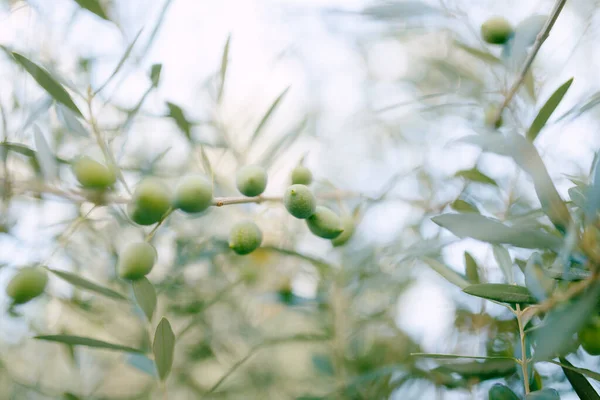 올리브 나무 가지에 감람 열매를 클로즈업 한 모습, 작은 깊이의 밭. — 스톡 사진