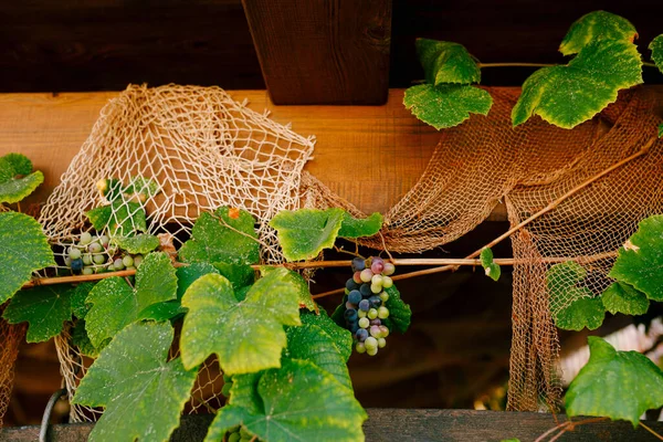 Des grappes de raisins sous un toit en bois sur fond de filet de pêche — Photo