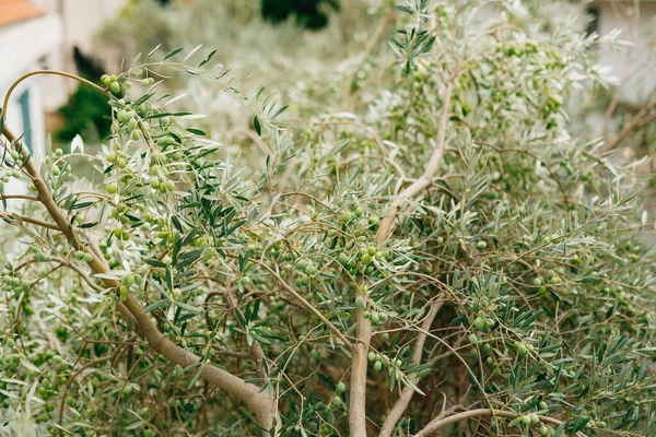 Viele große Früchte des Olivenbaums, auf Zweigen zwischen den Blättern. Große grüne Beeren. — Stockfoto