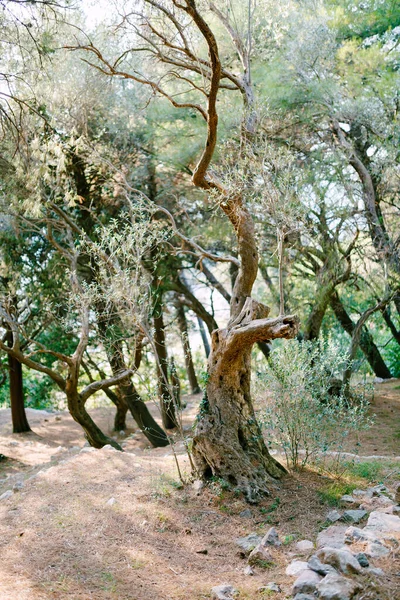 Uma oliveira com um antigo olival entre as pedras . — Fotografia de Stock