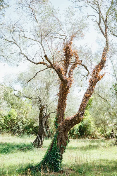 The trunk of an olive tree is entwined with green and dry ivy. — Stock Photo, Image