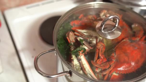 Les crabes bleus bouillis rouges sont cuits dans une casserole, dans de l'eau bouillante avec des herbes. — Video