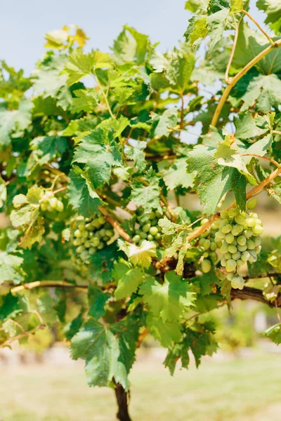 Bando de uvas em folhas verdes em um dia ensolarado — Fotografia de Stock