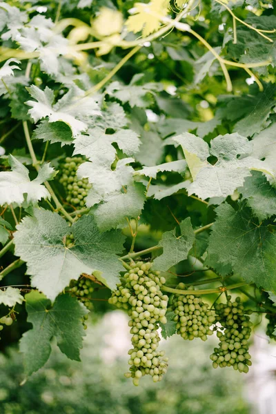 Bayas de uva en hojas verdes sobre un fondo verde borroso . — Foto de Stock