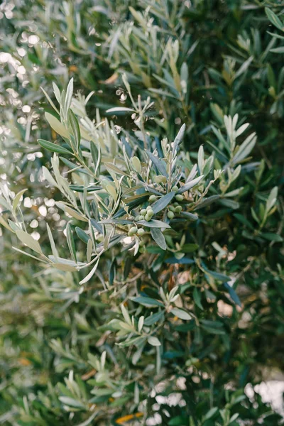 Detailní záběr zeleného olivového ovoce na větvích stromu mezi listy. — Stock fotografie