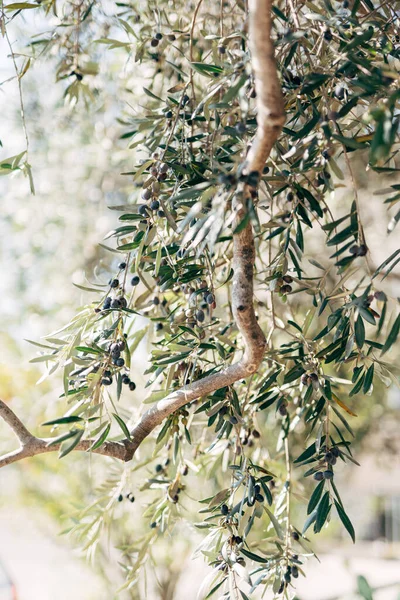 Aceitunas negras maduras en las ramas del árbol. — Foto de Stock