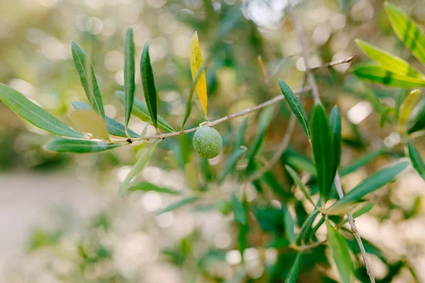 Un primer plano de olivo verde en las ramas del árbol entre el follaje. — Foto de Stock