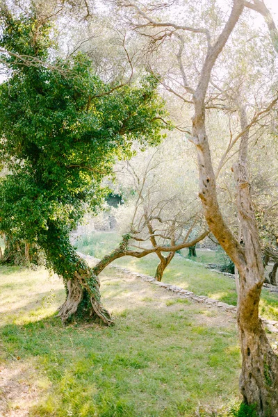 Olival no Montenegro - uma forma incomum de tronco de árvore, coberto de hera . — Fotografia de Stock