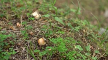 Sezar mantarı - Amanita seesarea sonbahar ormanında çimlerin üzerinde. Amanitaceae ailesinin yenilebilir mantarı, Amanitaceae. Sinek familyasından mantar benzeri bir mantar..