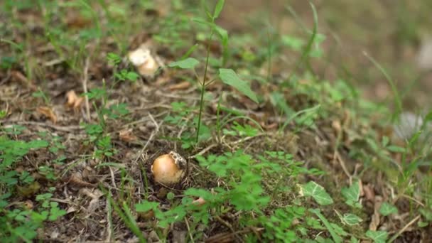 凯撒蘑菇- -在秋天森林的草地上的阿马尼塔菜园.天牛科的食用菌-天牛科。果蝇科的一种类似蘑菇的蘑菇. — 图库视频影像