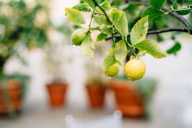 Ağacın dallarında sarı limon meyvesi, yaprakların arasında, yağmur damlalarıyla kaplı..