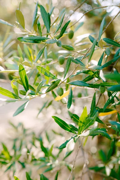 Um close-up de oliveira verde nos ramos da árvore entre a folhagem. — Fotografia de Stock