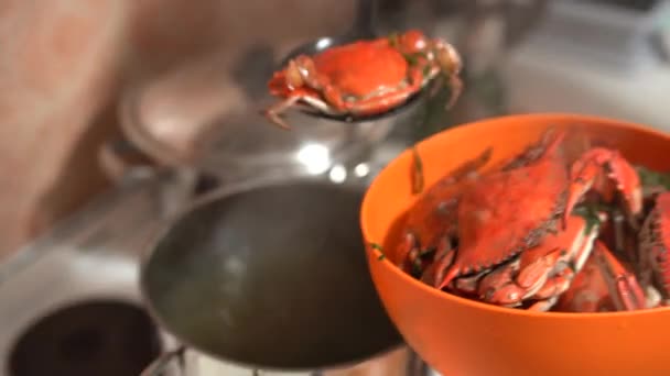 Kucharz wyciąga gotowane czerwone niebieskie kraby z patelni i składa je do pomarańczowej miski. — Wideo stockowe