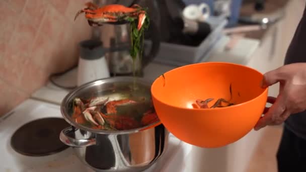 Kucharz wyciąga gotowane czerwone niebieskie kraby z patelni i składa je do pomarańczowej miski. — Wideo stockowe