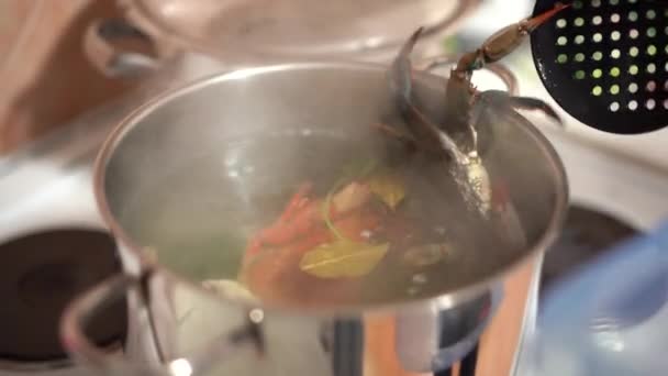 Le cuisinier met les crabes bleus dans de l'eau bouillante. — Video