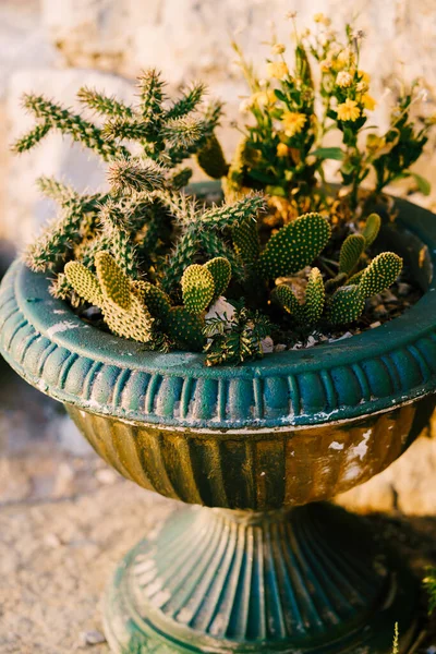 Різновиди сімейства соковитих кактусів у старому блакитному горщику . — стокове фото