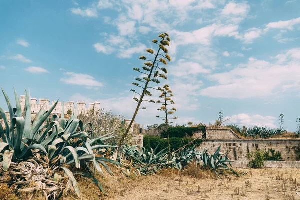 Agave alto y arbustos jóvenes cubiertos por un viejo edificio cubierto de ladrillos en tierra seca contra un cielo azul con nubes. —  Fotos de Stock