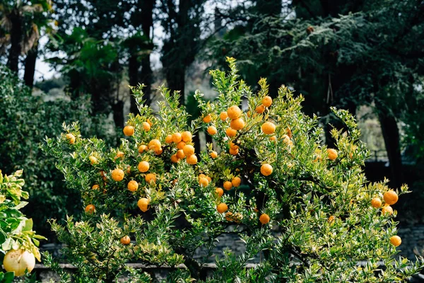 Una gran cantidad de naranjas maduras naranja en las ramas de un árbol. — Foto de Stock