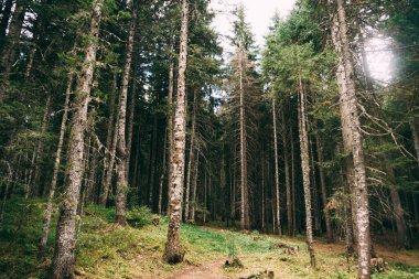 İç kısımlara giden yolu olan uzun ağaçlarla dolu sık bir orman..