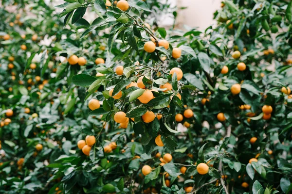 Un montón de fruta de mandarina naranja en un árbol de mandarina en el jardín. — Foto de Stock