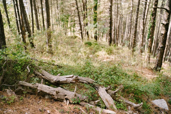 Крупним планом старі сухі гілки на землі на тлі трави і стовбурів дерев . — стокове фото