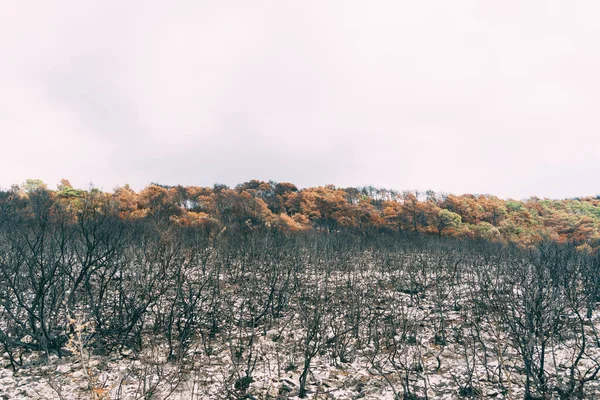 Árboles y arbustos quemados después del incendio. Plantas negras carbonizadas. — Foto de Stock