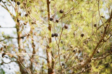 Ormanda, ağaç dalları üzerinde çam kozalakları.