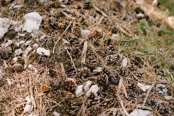 Conos de pino seco en el suelo del bosque, entre agujas de pino. — Foto de Stock