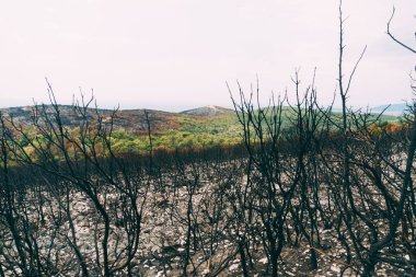 Yangından sonra yanmış ağaçlar ve çalılar. Kara kömürleşmiş bitkiler.