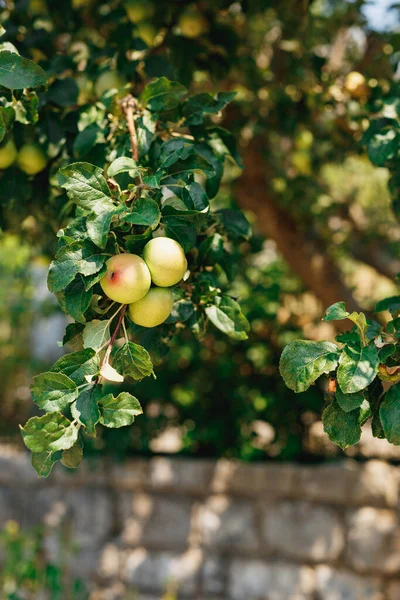 Três maçãs maduras verdes em um ramo de árvore close-up. — Fotografia de Stock