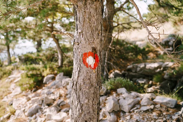 Red dot hiking sign on a tree. Red circle with a white dot. Direction signs of the hiking trail and its difficulty.