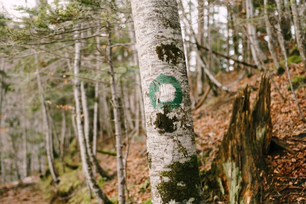 Green dot hiking sign on a tree. Green circle with a white dot. Direction signs of the hiking trail and its difficulty.