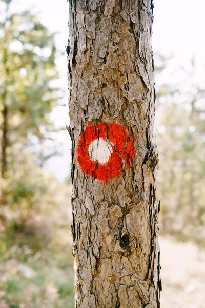Ağaçtaki kırmızı nokta yürüyüş işareti. Beyaz noktalı kırmızı daire. Yürüyüş yolunun yön işaretleri ve zorluğu. — Stok fotoğraf