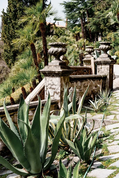 Primo piano di cespugli di agave sullo sfondo di una ringhiera di scale vintage con colonne e alti alberi esotici. — Foto Stock